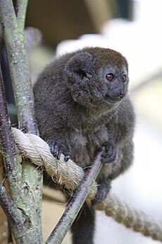 Alaotra-Bambuslemur bei Durrell