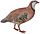 Alectoris chukar hm white background.jpg