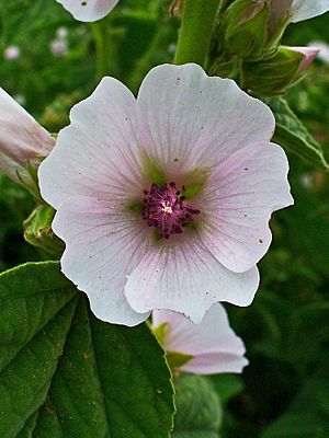 Althaea officinalis 002