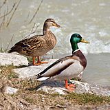 Anas platyrhynchos male female quadrat.jpg