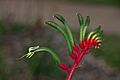 Anigozanthos manglesii KP gnangarra-11