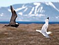 Arcticskua