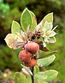 Arctostaphylos morroensis 3