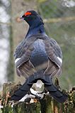 Black Grouse Nationalpark Bayerischer Wald.jpg