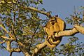 Black Howler, Pantanal