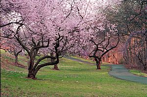 Branchbrook Park