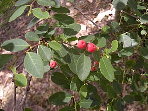 Breynia oblongifolia foliage.jpg