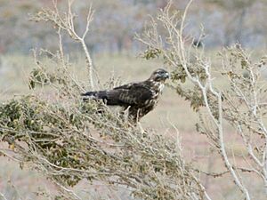 Buteo socotraensis.jpg