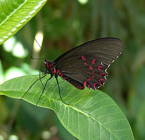 Butterfly at the Butterfly Pavilion