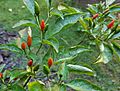 Capsicum 'Siling Labuyo' (Mindanao, Philippines) 2.jpg