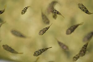 Carinotetraodon travancoricus shoaling