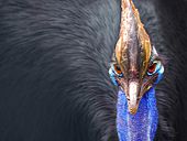 Cassowary head frontal