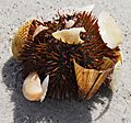 CayoCostaSP SeaUrchin01