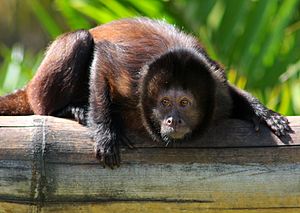 Cebus robustus (Crested capuchin monkey).jpg