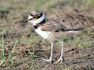 Charadrius vociferus -Sandy Hook, New Jersey, USA -juvenile-8