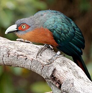 Chestnut-breasted Malkoha2.jpg