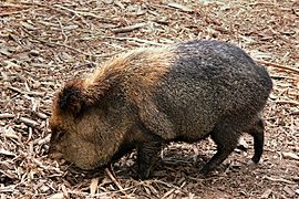 Collared Peccary444