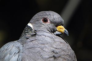 Columba fasciata -Arizona, USA -upper body-8