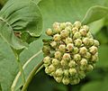 Common Milkweed Asclepias syriaca Unopened Flower Head 2223px