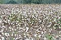 Cotton field, late in season