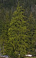 Cupressus nootkatensis 1337.JPG