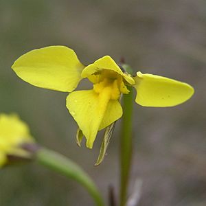 Diuris monticola.jpg