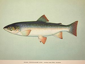 Dolly Varden Salvelinus malma 1957