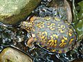 Eastern Box Turtle Pond