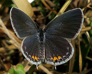 Eastern Tailed-blue, female, FWG.jpg