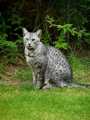 Egyptian mau - Horus 2