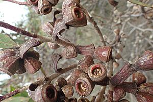 Eucalyptus stoatei fruit