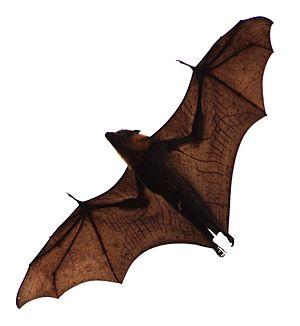 Flying-Fox-Bat