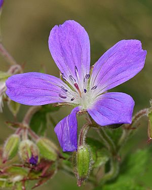 Geranium sylvaticum (2)