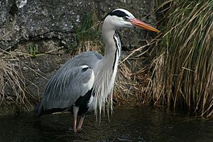 Graureiher - Ardea Cinerea