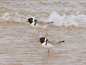 Hooded plover444