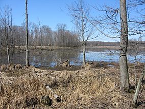 Image-Great Swamp National Wildlife Refuge New Jersey03.jpg