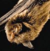 Myotis sodalis