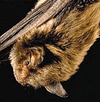 Indiana Bat FWS