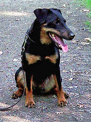 Jagdterrier-Wikipedia