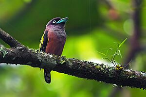 Javan Broadbill 0A2A2163