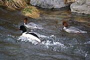 Jona - Jona (SG) - Mergus merganser IMG 9145