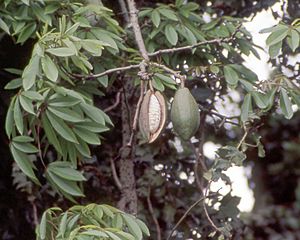 Kapok tree-pod