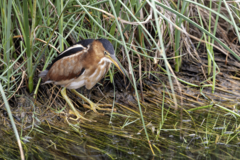 Least Bittern For Wiki.png