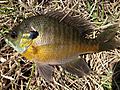 Lepomis macrochirus UMFS 2014 2.JPG