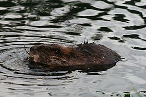 Lincoln Park Beaver