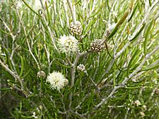 Melaleuca halophila (leaves, flowers, fruits)