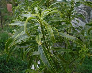 Melicytus lanceolata 11