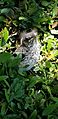 Mimus polyglottos (Mockingbird Fledgling)