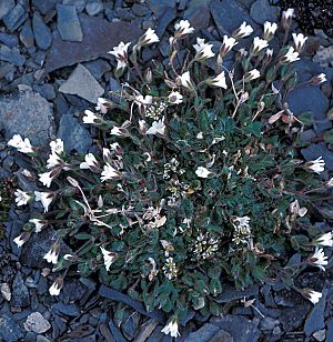 Mouseearchickweed.jpg