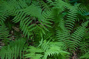 New york fern 02.jpg